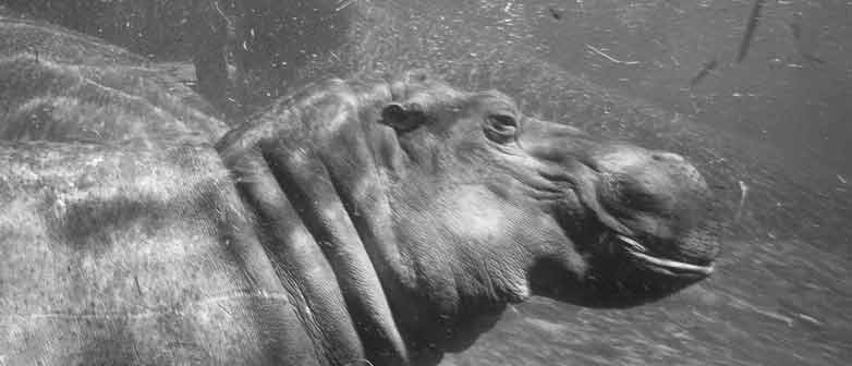 Fünf Mittel zum kundenzentrierten Top-Team